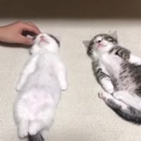 顔を触られる豆大福くん