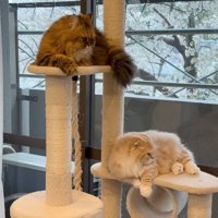 2匹の猫