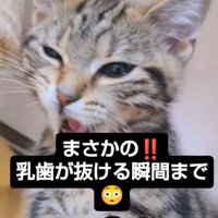 右目を細めて口を開ける猫