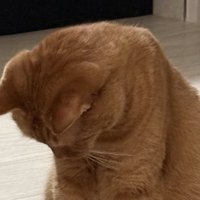 猫背が強調されている猫の上半身のアップ