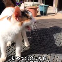 外で鳴く子猫