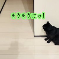 廊下の影でお父さんを待ち伏せする黒猫