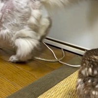 猫の背中を見つめるフクロウ