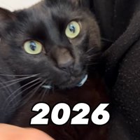 水色の首輪を着けている猫