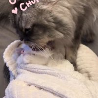 タオルで包まれている子猫をなめる猫