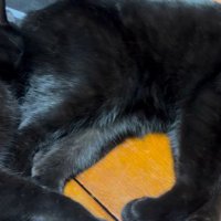 寝そべる猫の下半身