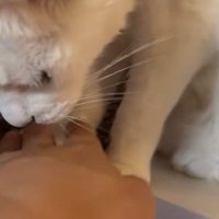キーボードに乗っている猫の前足を退ける飼い主