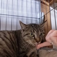 指のおやつを食べる猫