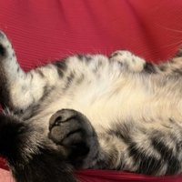 足を投げ出している猫の様子