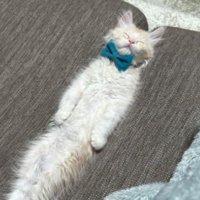 ソファで寝ている子猫