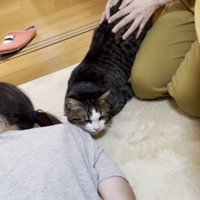 キジトラ白猫が人に寄り添っている様子
