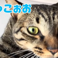 だっこぉお