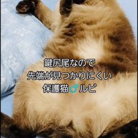 仰向けで寝るシャム猫