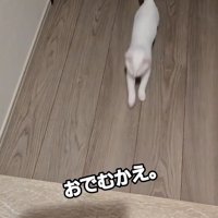 廊下を駆ける子猫
