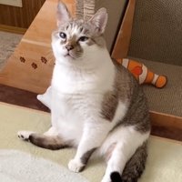 お座りで見上げる猫