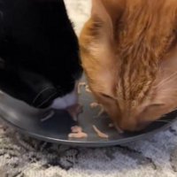 おやつを舐める2匹の猫