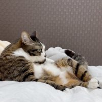 動きが止まる猫