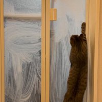 着地して飼い主の手を見つめる猫