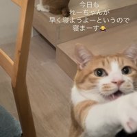 ママをベッドに誘う茶白猫と後ろの階段に座る茶白猫