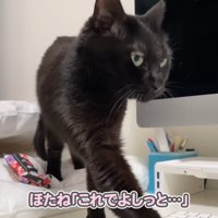 起きた猫