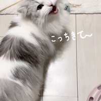 ママを呼ぶミヌエット