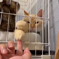 猫の前足を上下に揺らす撮影者