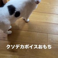 飼い主を見上げる猫
