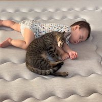 頭を擦り寄せる猫