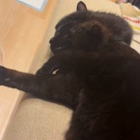 先住猫さんの上に乗るちこちゃん