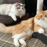 くつろいでいた猫たち