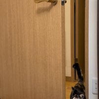 向こう側からドアを開ける猫