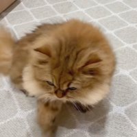 座る茶猫