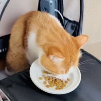 カリカリを食べる茶白猫