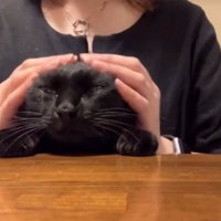 飼い主の手で頭を覆われてまどろむ猫