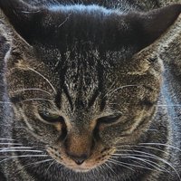 強面な表情の猫