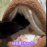猫用ベッドの入り口に顔を近づける猫