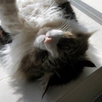 猫の顔のアップ