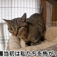 ケージの中にいる猫