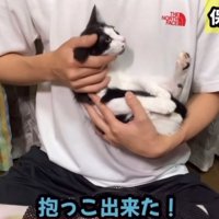 抱っこされる子猫