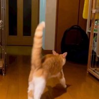 逃げる猫