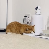 給餌機のごはんを食べるマンチカン