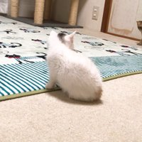 見つめる三毛ちゃん