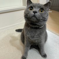 飼い主を見上げる猫