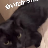 飼い主に顎を撫でられる黒猫