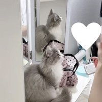 飼い主さんを見つめる猫の写真1