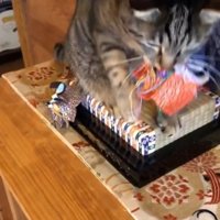お雛様を噛む猫