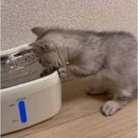 猫と自動給水機