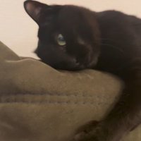 飼い主の方へ顔を向ける猫