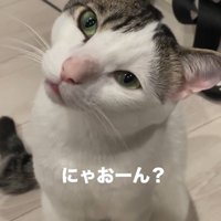 首を傾げて飼い主におやつをおねだりする猫