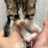 人の手のひらに乗る子猫